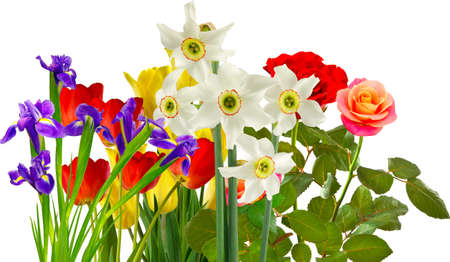Isolated image of many beautiful flowers on a white backgroundの写真素材