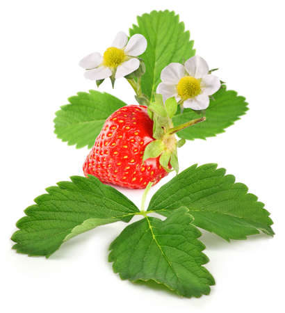 ripe strawberries on a white backgroundの写真素材