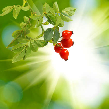 rose hips against the sunの写真素材
