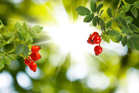 rose hips on a green backgroundの写真素材