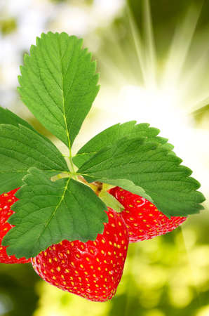 Image of strawberries in the gardenの写真素材