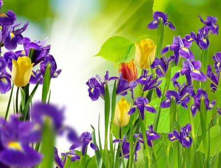 flower in the garden closeupの写真素材