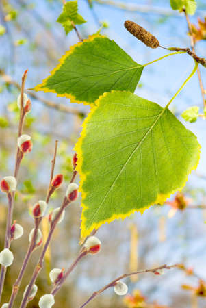 image of  leaves in the gardenの写真素材