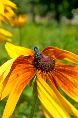 beautiful yellow flowers in a park closeupの写真素材