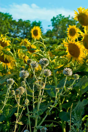 image field of sunflowers on a blue sky background closeupの写真素材