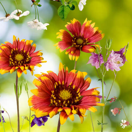 Image of beautiful flowers in the garden against the sunの写真素材