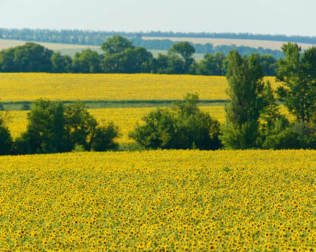 landscape of a field of sunflowersの写真素材