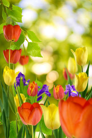 beautiful flowers in the garden on the sun background closeupの写真素材