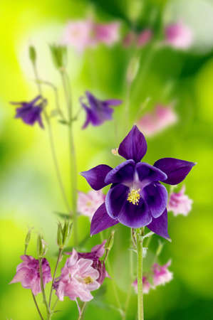 image of beautiful flowers in the garden  closeupの写真素材