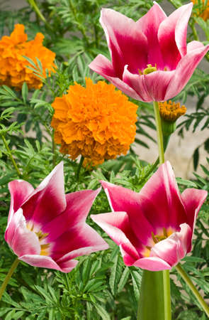 different flowers in a park closeupの写真素材