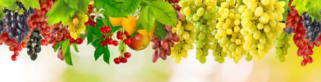 grapes in the garden closeupの写真素材
