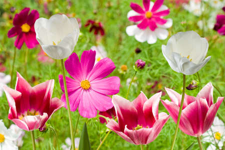 different flowers in a park closeupの写真素材
