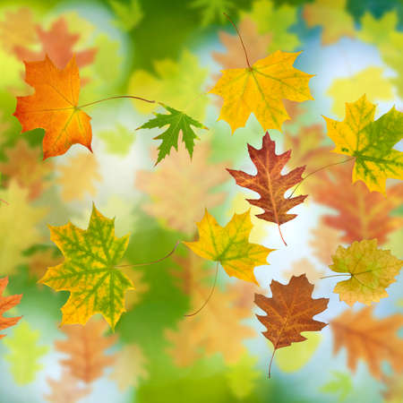 image of autumn leaf on a green background closeup