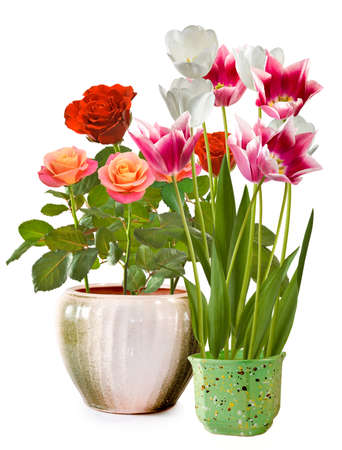 Isolated image different flowers in pots closeupの写真素材