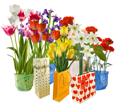 flowers in gift packing on a white backgroundの写真素材