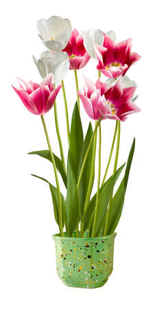Isolated image of tulips in a potの写真素材