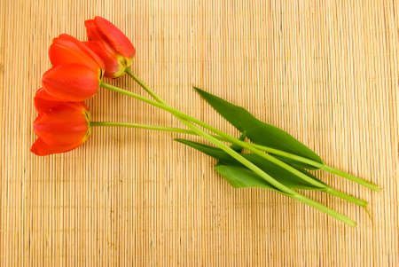 image of beautiful flower tulips closeupの写真素材