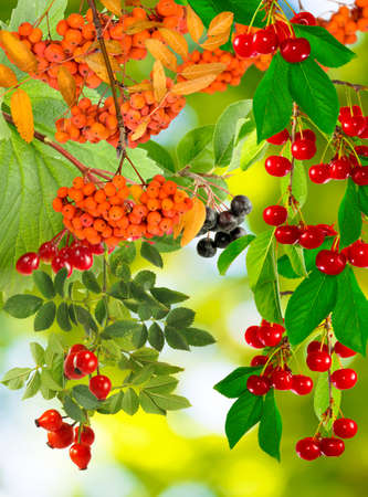 different berries in the garden on a green backgroundの写真素材