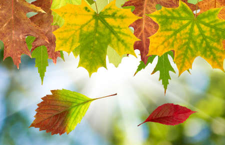 autumn leaves on a green background closeupの写真素材