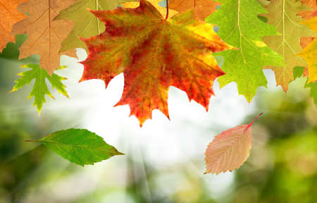 autumn leaves on a green backgroundの写真素材