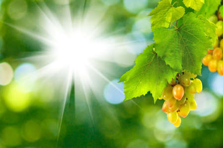 grapes on a green backgroundの写真素材