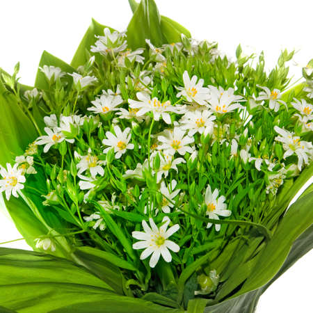 image of a bouquet of daisies in the parkの写真素材