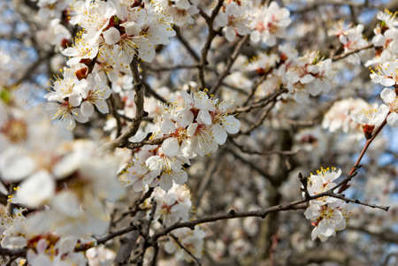 image of blossoming tree closeupの写真素材