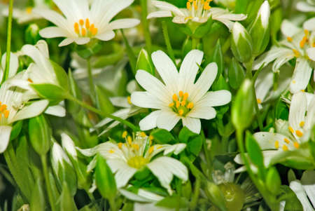 image of flowers daisies on a green backgroundの写真素材