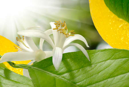 image of lemon on a green backgroundの写真素材