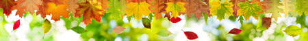 autumn leaves on a green background closeupの写真素材