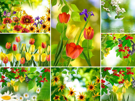 mix of different beautiful flowers in a parkの写真素材