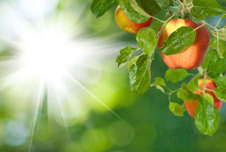tree branch with apples on a green backgroundの写真素材