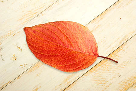 image of autumn leaves on a wooden table