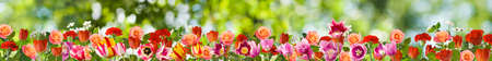 image many flowers in the gardenの写真素材