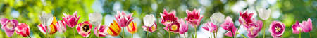 image of many flowers in the garden on a green backgroundの写真素材