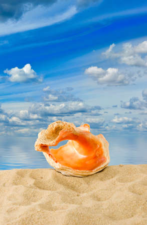 image of seashell on sky and water backgroundの写真素材