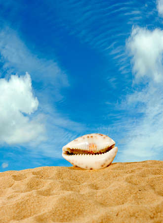Image of seashell on sky backgroundの写真素材