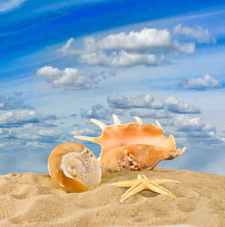 seashell on sky and water backgroundの写真素材
