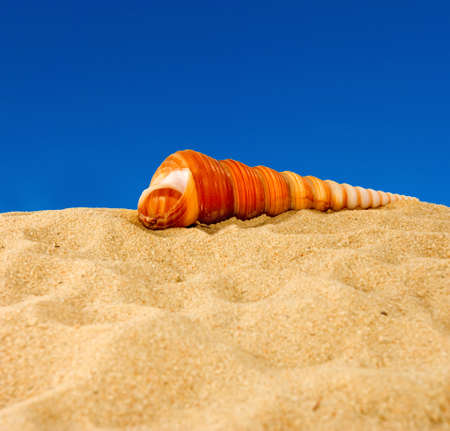 image of seashell on sky backgroundの写真素材
