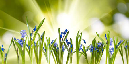 image of beautiful flowers on a green backgroundの写真素材