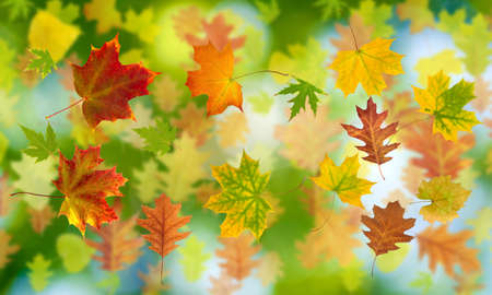 image of many autumn leaf on a green background closeupの写真素材