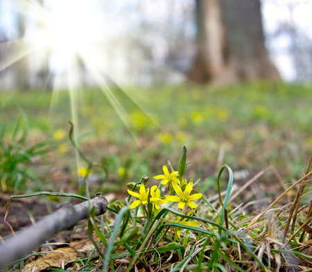 image of snowdrops in the forest closeupの写真素材