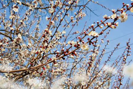 blossoming tree against the sky closeupの写真素材