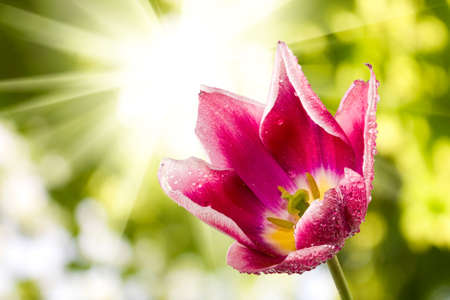 Image of beautiful flower against the sunの写真素材