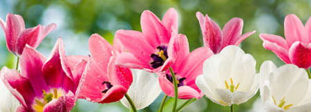 image of beautiful flowers on a green backgroundの写真素材
