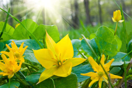 image of flowers in a forest closeup