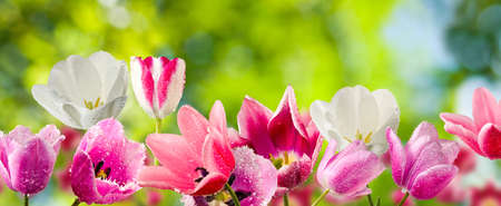 tulips in the garden closeupの写真素材