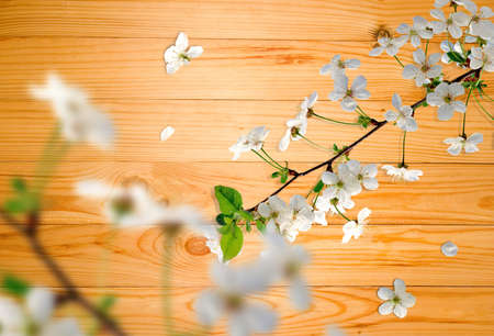 Image flowering branches on a wooden tableの写真素材
