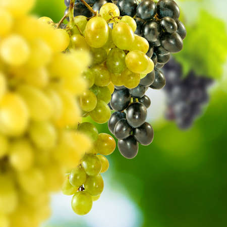 image of grapes on blurred green backgroundの写真素材