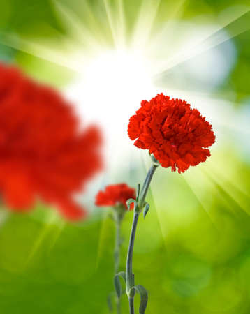 image of roses and clove closeupの写真素材